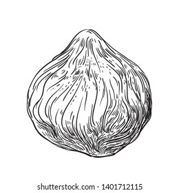 Hazelnut - black and white engraving vector illustration 