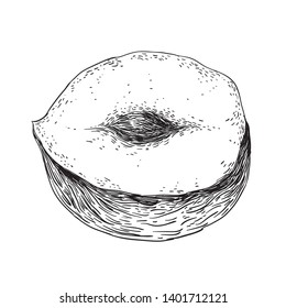 Hazelnut - black and white engraving vector illustration 