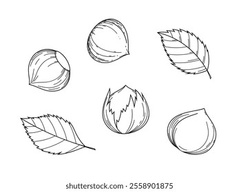 Hazelnut, black and white graphic, contour illustration, sketch, hand-drawn line, isolated on a white background, vector. An element for decoration, label design, and embellishment. A set of different