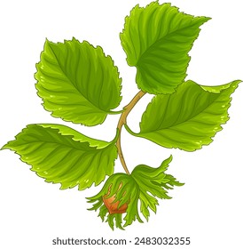 Hazelnut Branch Colored Detailed Illustration.