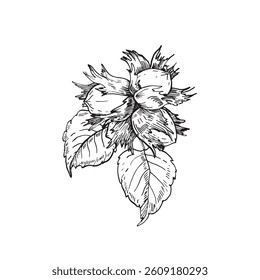 Hazelnut branch with leaves and fruits. Vector black and white illustration hand drawn with ink. Graphic element for label and logo design