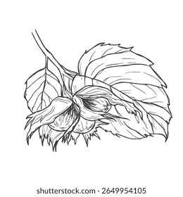 Hazelnut branch with leaves and fruits. Vector black and white illustration hand drawn with ink. Graphic element for label and logo