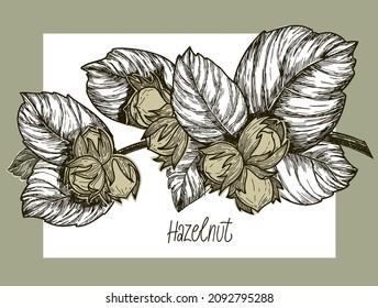 Una rama de avellanas con hojas y nueces, dibujada a mano con una línea y eclosionada con una inscripción.