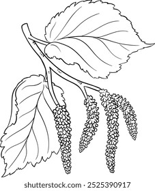 Hazelnut Branch with Leaves Outline Illustration