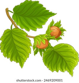 Rama de avellana con nueces y hojas Ilustración detallada de color. Ingrediente nutricional natural orgánico de alimentos saludables, producto de dieta vegetariana. Vector aislado para diseño o decoración.