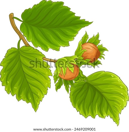 Hazelnut Branch with Nuts and Leaves Colored Detailed Illustration. Organic natural nutritional healthy food ingredient, vegetarian diet product. Vector isolated for design or decoration.