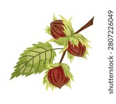 Hazelnut branch with ripe nuts and green leaf. Hazel twig illustration. Hand drawn textured botanical element in flat style. For food packaging, educational materials, seasonal branding.