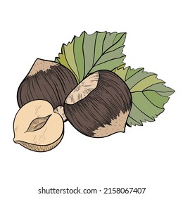 Hazelnut composition of several nuts and leaves. Colored nut icon for bars and products