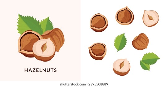 hazelnut design elements set, minimalistic illustration. Botanical elements for design.
