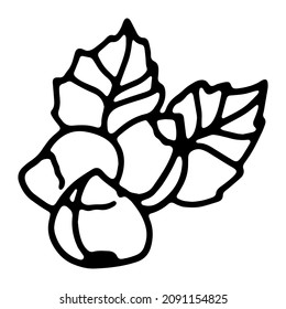 Haselnuss im Doodle-Stil. Einziger Vektor.