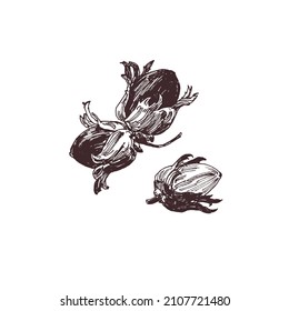 Hazelnut drawing, hand drawn forest nuts, close up food illustration, line art flat style drawing, simple doodle sketch isolated on white
