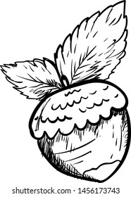 Hazelnut drawing, illustration, vector on white background