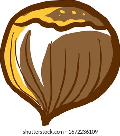 Hazelnut drawing, illustration, vector on white background.