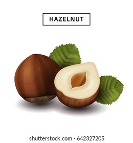 hazelnut elements for design uses, isolated white background, 3d illustration