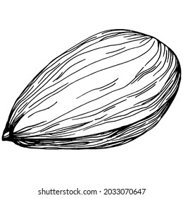 Hazelnut, filbert, cobnut hand-drawn Vector Illustration isolated on white background. Retro style farm product for restaurant menu, market label, logo, emblem and kitchen design. Decoration for food.