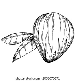 Hazelnut, filbert, cobnut hand-drawn Vector Illustration isolated on white background. Retro style farm product for restaurant menu, market label, logo, emblem and kitchen design. Decoration for food.