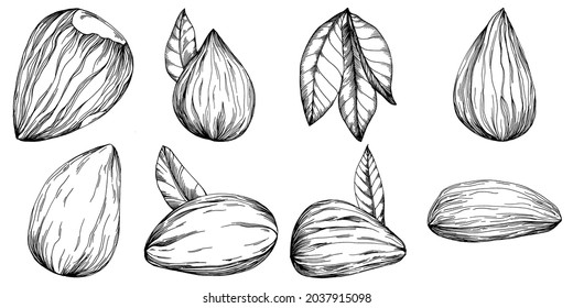 Hazelnut, filbert, cobnut hand-drawn Vector Illustration isolated on white background. Retro style farm product for restaurant menu, market label, logo, emblem and kitchen design. Decoration for food.