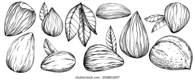Hazelnut, filbert, cobnut hand-drawn Vector Illustration isolated on white background. Retro style farm product for restaurant menu, market label, logo, emblem and kitchen design. Decoration for food.