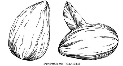 Hazelnut, filbert, cobnut hand-drawn Vector Illustration isolated on white background. Retro style farm product for restaurant menu, market label, logo, emblem and kitchen design. Decoration for food.