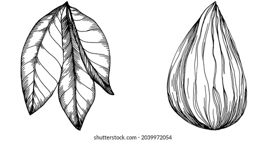 Hazelnut, filbert, cobnut hand-drawn Vector Illustration isolated on white background. Retro style farm product for restaurant menu, market label, logo, emblem and kitchen design. Decoration for food.