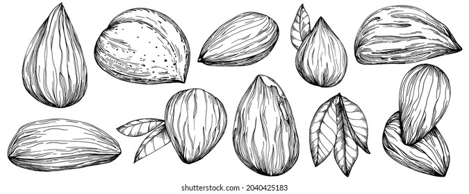 Hazelnut, filbert, avellano con mano Ilustración vectorial aislada en fondo blanco. Producto de granja de estilo retro para menú de restaurante, etiqueta de mercado, logotipo, emblema y diseño de cocina. Decoración para la comida.