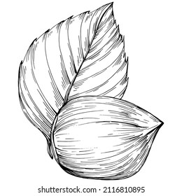 Hazelnut, filbert, cobnut hand-drawn Vector Illustration isolated on white background. Retro style farm product for restaurant menu, market label, logo, emblem and kitchen design. Decoration for food.