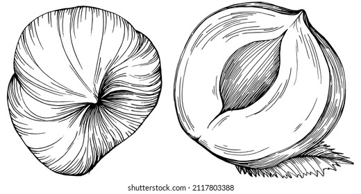 Hazelnut, filbert, cobnut hand-drawn Vector Illustration isolated on white background. Retro style farm product for restaurant menu, market label, logo, emblem and kitchen design. Decoration for food.
