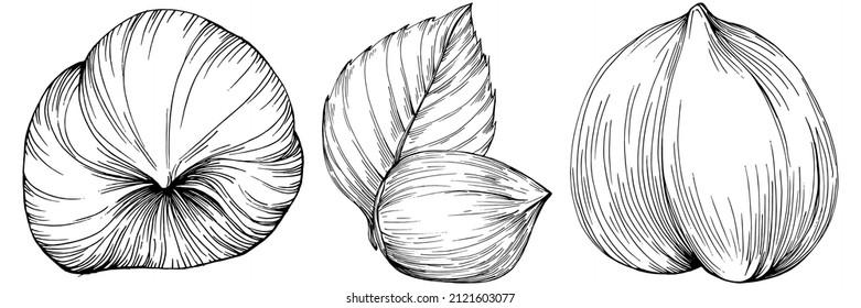 Hazelnut, filbert, cobnut hand-drawn Vector Illustration isolated on white background. Retro style farm product for restaurant menu, market label, logo, emblem and kitchen design. Decoration for food.