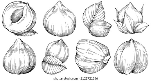 Hazelnut, filbert, cobnut hand-drawn Vector Illustration isolated on white background. Retro style farm product for restaurant menu, market label, logo, emblem and kitchen design. Decoration for food.
