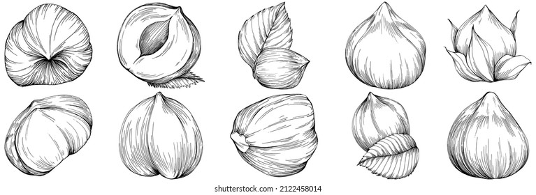 Hazelnut, filbert, cobnut hand-drawn Vector Illustration isolated on white background. Retro style farm product for restaurant menu, market label, logo, emblem and kitchen design. Decoration for food.