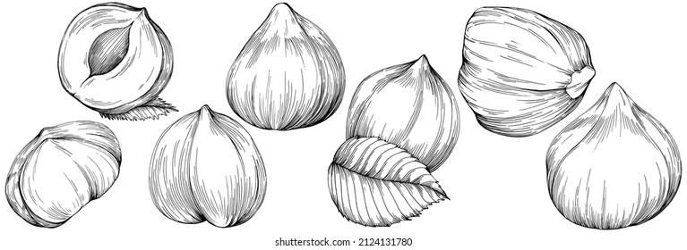 Hazelnut, filbert, cobnut hand-drawn Vector Illustration isolated on white background. Retro style farm product for restaurant menu, market label, logo, emblem and kitchen design. Decoration for food.