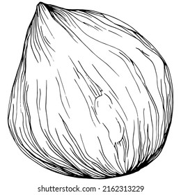 Hazelnut, filbert, cobnut hand-drawn Vector Illustration isolated on white background. Retro style farm product for restaurant menu, market label, logo, emblem and kitchen design. Decoration for food.