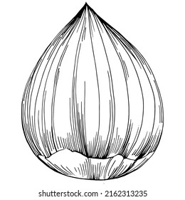 Hazelnut, filbert, cobnut hand-drawn Vector Illustration isolated on white background. Retro style farm product for restaurant menu, market label, logo, emblem and kitchen design. Decoration for food.