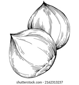 Hazelnut, filbert, cobnut hand-drawn Vector Illustration isolated on white background. Retro style farm product for restaurant menu, market label, logo, emblem and kitchen design. Decoration for food.