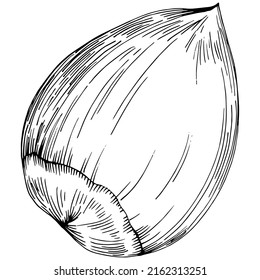Hazelnut, filbert, avellano con mano Ilustración vectorial aislada en fondo blanco. Producto de granja de estilo retro para menú de restaurante, etiqueta de mercado, logotipo, emblema y diseño de cocina. Decoración para la comida.