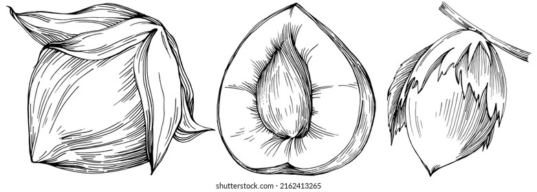 Hazelnut, filbert, cobnut hand-drawn Vector Illustration isolated on white background. Retro style farm product for restaurant menu, market label, logo, emblem and kitchen design. Decoration for food.