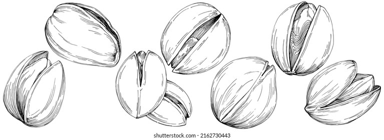 Hazelnut, filbert, cobnut hand-drawn Vector Illustration isolated on white background. Retro style farm product for restaurant menu, market label, logo, emblem and kitchen design. Decoration for food.