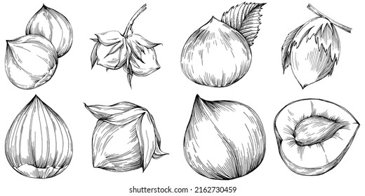 Hazelnut, filbert, avellano con mano Ilustración vectorial aislada en fondo blanco. Producto de granja de estilo retro para menú de restaurante, etiqueta de mercado, logotipo, emblema y diseño de cocina. Decoración para la comida.