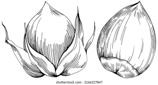 Hazelnut, filbert, cobnut hand-drawn Vector Illustration isolated on white background. Retro style farm product for restaurant menu, market label, logo, emblem and kitchen design. Decoration for food.