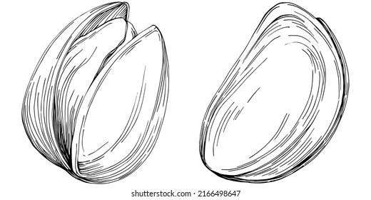 Hazelnut, filbert, cobnut hand-drawn Vector Illustration isolated on white background. Retro style farm product for restaurant menu, market label, logo, emblem and kitchen design. Decoration for food.