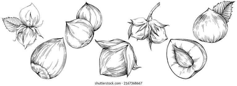 Hazelnut, filbert, cobnut hand-drawn Vector Illustration isolated on white background. Retro style farm product for restaurant menu, market label, logo, emblem and kitchen design. Decoration for food.