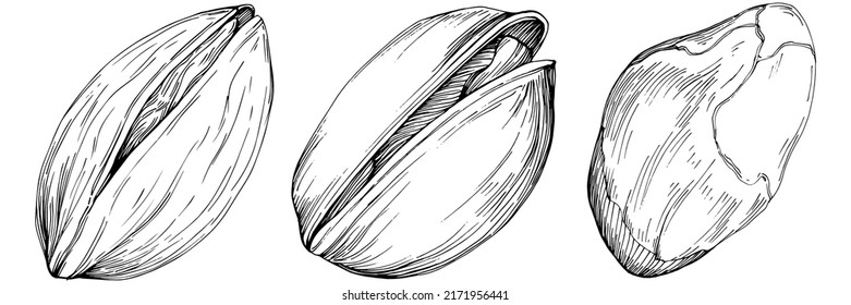 Hazelnut, filbert, cobnut hand-drawn Vector Illustration isolated on white background. Retro style farm product for restaurant menu, market label, logo, emblem and kitchen design. Decoration for food.