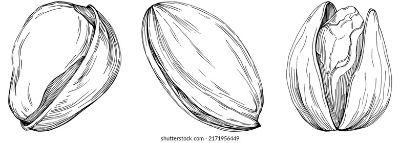 Hazelnut, filbert, cobnut hand-drawn Vector Illustration isolated on white background. Retro style farm product for restaurant menu, market label, logo, emblem and kitchen design. Decoration for food.