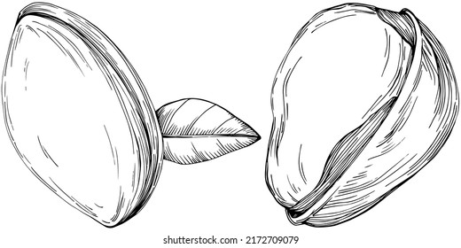 Hazelnut, filbert, cobnut hand-drawn Vector Illustration isolated on white background. Retro style farm product for restaurant menu, market label, logo, emblem and kitchen design. Decoration for food.
