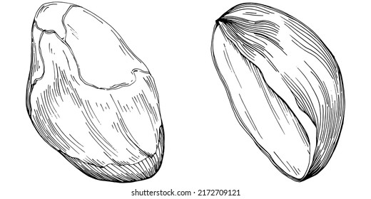 Hazelnut, filbert, cobnut hand-drawn Vector Illustration isolated on white background. Retro style farm product for restaurant menu, market label, logo, emblem and kitchen design. Decoration for food.