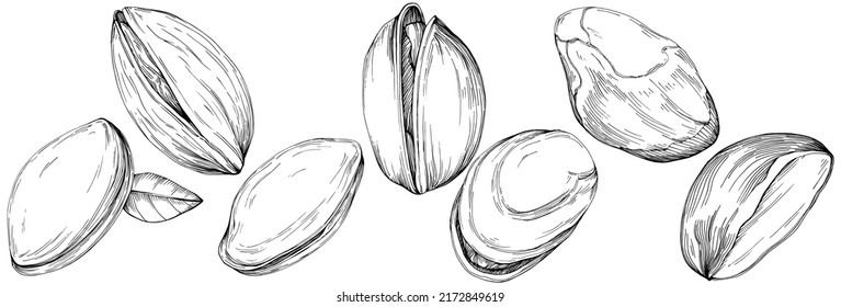 Hazelnut, filbert, avellano con mano Ilustración vectorial aislada en fondo blanco. Producto de granja de estilo retro para menú de restaurante, etiqueta de mercado, logotipo, emblema y diseño de cocina. Decoración para la comida.