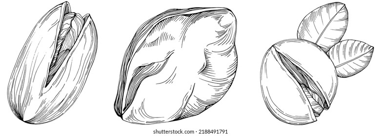 Hazelnut, filbert, cobnut hand-drawn Vector Illustration isolated on white background. Retro style farm product for restaurant menu, market label, logo, emblem and kitchen design. Decoration for food.