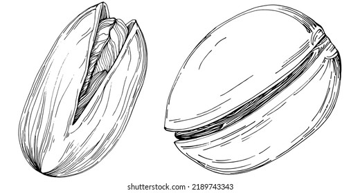 Hazelnut, filbert, cobnut hand-drawn Vector Illustration isolated on white background. Retro style farm product for restaurant menu, market label, logo, emblem and kitchen design. Decoration for food.