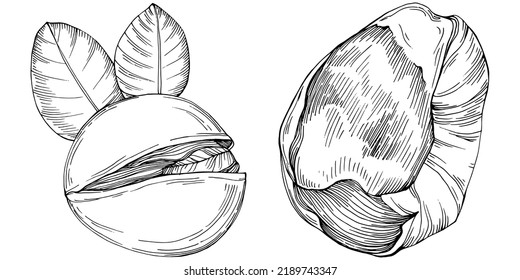 Hazelnut, filbert, cobnut hand-drawn Vector Illustration isolated on white background. Retro style farm product for restaurant menu, market label, logo, emblem and kitchen design. Decoration for food.