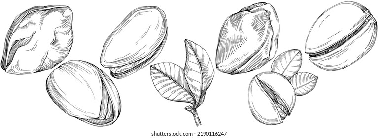 Hazelnut, filbert, cobnut hand-drawn Vector Illustration isolated on white background. Retro style farm product for restaurant menu, market label, logo, emblem and kitchen design. Decoration for food.